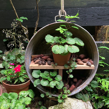 昔のタライを利用