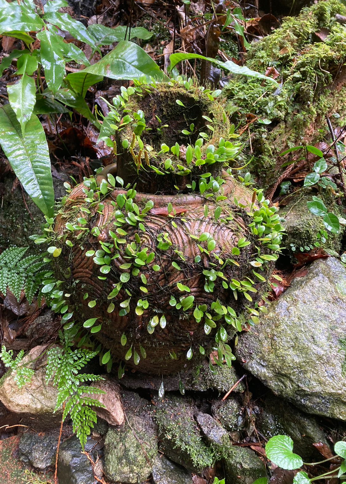 BENギャラリー画像