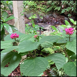 山に咲く花のイメージ写真