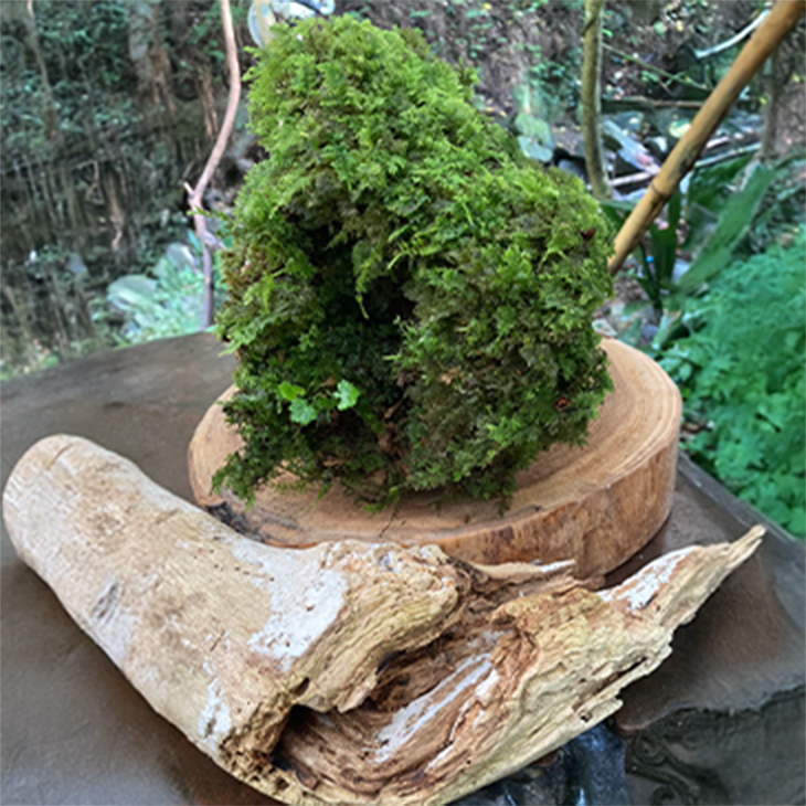 流木とこけのオブジェ
